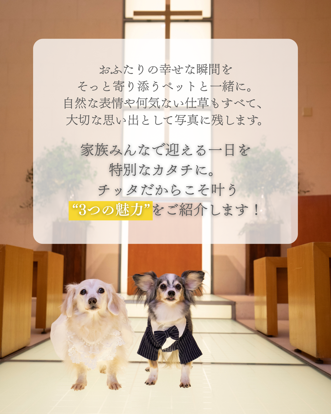 おふたりの幸せな瞬間をそっと寄り添うペットと一緒に。自然な表情や仕草もすべて大切な思い出として写真に残します。家族みんなで迎える一日を特別なカタチに。チッタだから叶う”３つの魅力”をご紹介します！